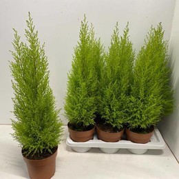 Купрессус Ма Голдкрест ( Cupressus Ma Goldcrestw ) W 17 см H 70 см