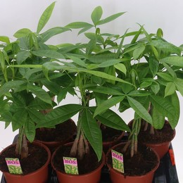 Пачира Водная ( Pachira Aquatica ) W 17 см H 45 см