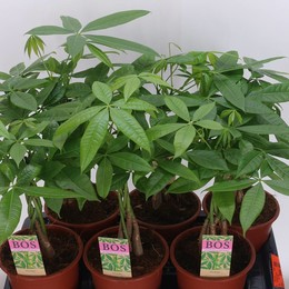 Пачира Водная ( Pachira Aquatica ) W 17 см H 55 см