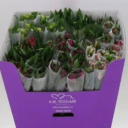 Alstromeria MIX (Альстромерия микс) В70 Qualisa