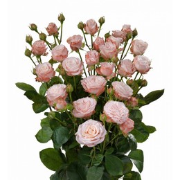 Rosa Tr. Bombastic ( Спрей Бомбастик ) В60 Чеховский Сад