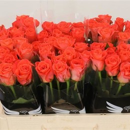 Rosa Gr Wow ( Вау ) В60 Чеховский Сад