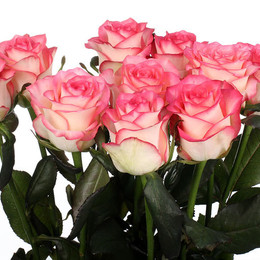Rosa Gr Jumilia ( Джумилия ) В60 Чеховский Сад
