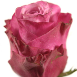 Rosa Gr Deep Water ( Дип Вотер ) В60 Чеховский Сад