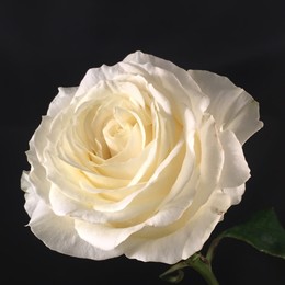 Rosa Gr Ivana ( Иванна ) В60 Чеховский Сад