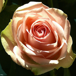 Rosa Gr Kashmir ( Кашмир ) В70 Чеховский Сад