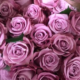 Rosa Gr Maritim ( Меритим ) В60 Чеховский Сад