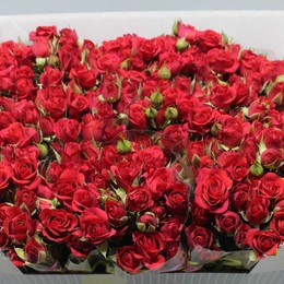 Rosa Tr. Mirabel ( Спрей Мирабель ) В60 Чеховский Сад