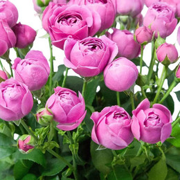 Rosa Tr. Misty Bubbles ( Спрей Мисти Баблз ) В40 Чеховский Сад