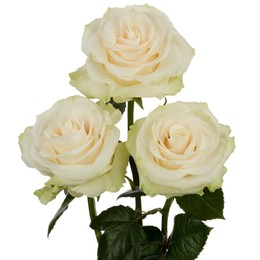 Rosa Gr Norma Jeane ( Норма Джин ) В70 Чеховский Сад