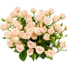 Rosa Tr. Olga ( Спрей Ольга ) В60 Чеховский Сад