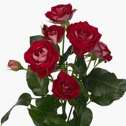 Rosa Tr. Red Bubbles ( Спрей Ред Баблз ) В60 Чеховский Сад