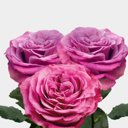 Rose Queen Crown (Роза Квин Краун) B60 SUNSET VALLEY