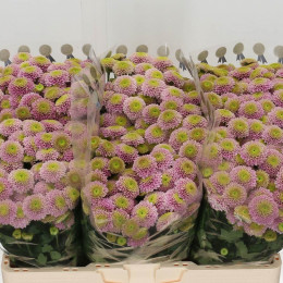 Chrys. San Aaa Jeanny Pink (Хриз. Сантини Дженни Пинк) В55