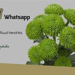 Chrys santini whatsapp (ХР Сантини Ватсапп) В55