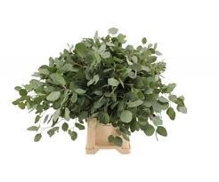 Eucalyptus Populus Blad (Эвкалипт Популус Блад ) В70