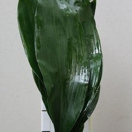 Aspidistra(Аспидистра ) В70
