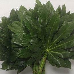 Aralia Large (Аралия Лардж) В50