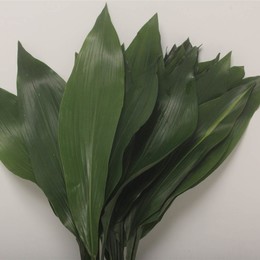 Aspidistra Elatior (Аспидистра Элатиор) В70