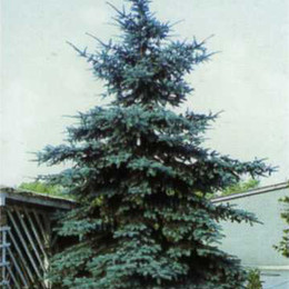 Ель колючая Glauca (Глаука)