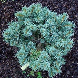 Ель колючая Haleys Blue (Хэйлис Блю)
