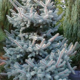 Ель колючая Schovenhorst (Шовенхорст)