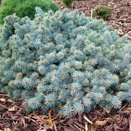 Ель колючая St. Mary’s Broom (Сант Мериз Брум)