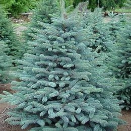 Ель колючая форма голубая Majestic Blue (Маджестик Блю)