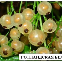 Смородина белая Голландская белая