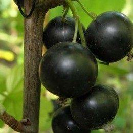 Смородина черная Селеченская -2