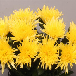 Chrys. gr. Anastasia Sunny (Хриз. одн. Анастасия Санни) В70