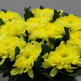 Chrys. gr. Zembla Yellow (Хриз одн. Зембла Еллоу) В70