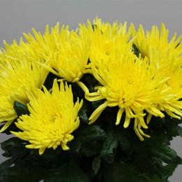 Chrys gr Anastasia Sunny (Хриз. одн. Анастасия Санни) В70