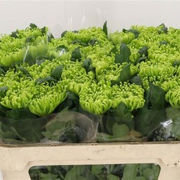 Chrys Gr Anastasia Lime (Хриз одн. Анастасия Лайм) В70