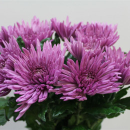 Chrys. gr. Anastasia Lilac (Хр. одн. Анастасия Лилак) В7065GR