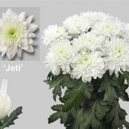 Chrys Gr Jeti (Хризантема одн. Йети) В70