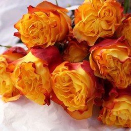 Rosa Sunset X-Pression (Роза Сансет Экспрешн) B70 Star Roses
