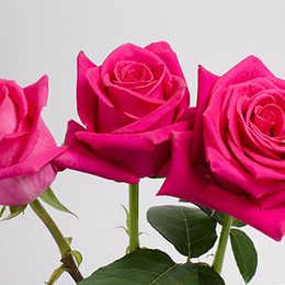 Rosa Pink Floyd (Роза Пинк Флойд) В80 ROSE HILL