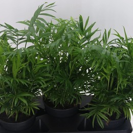 Хамедорея Другое ( Chamaedorea Other ) W 17 см H 55 см