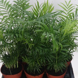 Хамедорея Элегантная ( Chamaedorea Elegans ) W 17 см H 60 см