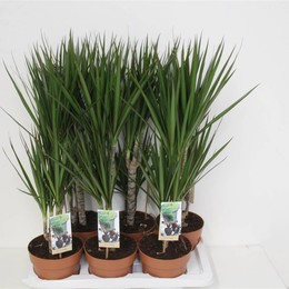Драцена маргинальная ( Dracaena Marginata ) W 17 см H 80 см 2