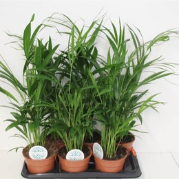 Dypsis Lutescens Желтоватый ( Dypsis Lutescens ) W 17 см H 70 см