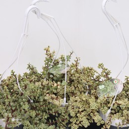 Портулак Пестрый ( Portulac A Variegata ) W 17 см H 25 см