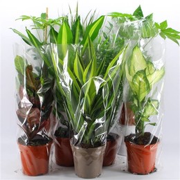 M-8 сыпучие смесительные растения сыпучие ( M-8 loose Mixplanten loose ) W 17 см H 80 см