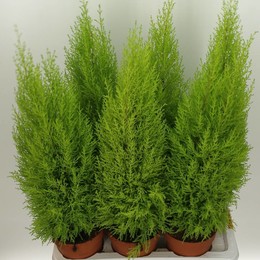 Купрессус Ма Голд Вильма ( Cupressus Ma Goldc Wilma ) W 17 см H 80 см