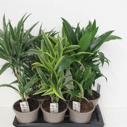 Драцена Деременская Смешанная ( Dracaena Deremensis Mixed ) W 17 см H 70 см