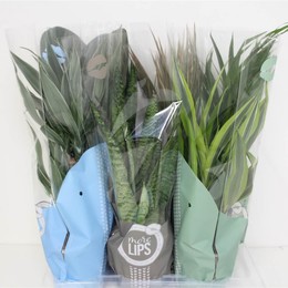 Камерпл Морелипс Зеленый Смешанный ( Kamerpl Morelips Green Mixed ) W 17 см H 65 см 2