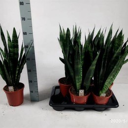 Сансевиерия Черный Коралл ( Sansevieria Black Coral ) W 17 см H 60 см