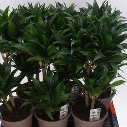 Драцена Компактная ( Dracaena Co Compacta ) W 17 см H 60 см