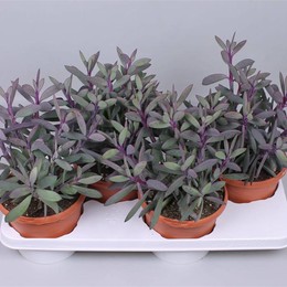 Сенецио Крассисимус ( Senecio Crassisimus ) W 17 см H 30 см
